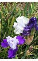 Tall Bearded Iris 100 Page Lined Journal