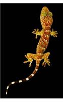 Gecko on a Black Background Journal: Take Notes, Write Down Memories in this 150 Page Lined Journal