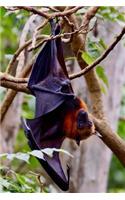 The Bat Hanging Upside Down Journal
