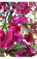 Journal Pretty Pink Flowering Tree Blooms: (Notebook, Diary, Blank Book)(Flower Photo Journals Notebooks Diaries)