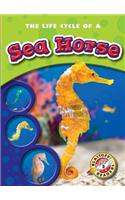 Life Cycle of a Sea Horse