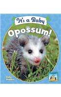 It's a Baby Opossum