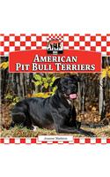 American Pit Bull Terriers