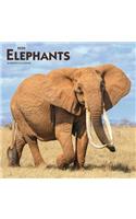 Elephants 2020 Square