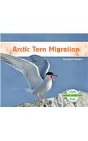 Arctic Tern Migration