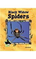 Black Widow Spiders