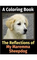 The Reflections of My Maremma Sheepdog: A Coloring Book