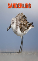 Sanderling: Amazing Facts about Sanderling