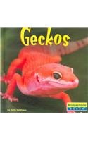 Geckos