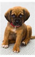 Puppy