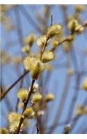 Pussy Willow in Spring Journal