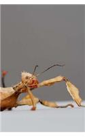 Australian Stick Insect Notebook