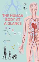 Human Body at a Glance