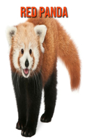 Red Panda: Amazing Facts about Red Panda