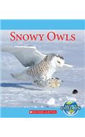 Snowy Owls