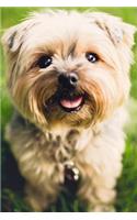 Terrier