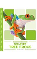 Red-Eyed Tree Frogs