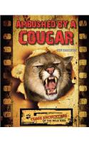 Ambushed by a Cougar