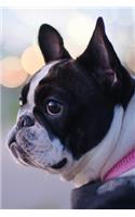 French Bulldogs Dog Pup Puppy Doggie Notebook Bullet Journal Diary Composition Book Notepad - Tired Eyes