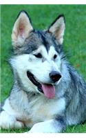 Alaskan Malamute Relaxing in the Grass Journal: Take Notes, Write Down Memories in this 150 Page Lined Journal