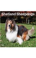 Shetland Sheepdogs 2021 Square