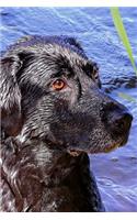 Black Labrador Lab Retreiver in the Water Dog Journal: Take Notes, Write Down Memories in this 150 Page Lined Journal