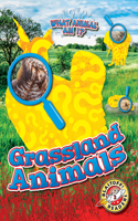 Grassland Animals: (What Animal Am I)