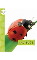 Ladybugs