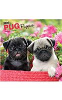 Pug Puppies 2020 Square