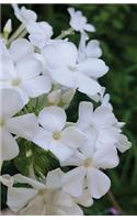 Phlox