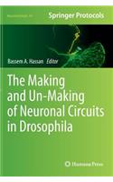 Making and Un-Making of Neuronal Circuits in Drosophila