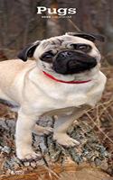 Pugs 2020 Slim Calendar