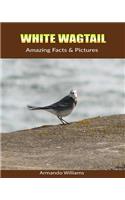 White Wagtail: Amazing Facts & Pictures