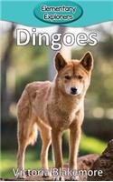 Dingoes