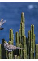 Pigeons On Cactus Notebook