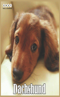 Dachshund 2021 Wall Calendar: Beautiful Dachshund Dogs - 2021 Calendar 8.5" x 8.5" - glossy finish