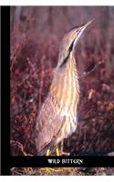 wild bittern
