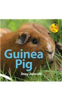 Guinea Pig