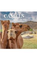 Camels Calendar 2020: 16 Month Calendar