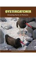 Oystercatcher: Amazing Facts & Pictures