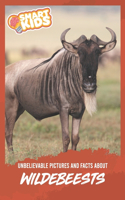 Unbelievable Pictures and Facts About Wildebeests