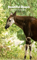 Beautiful Okapis Full-Color Picture Book