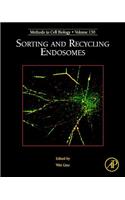 Sorting and Recycling Endosomes