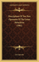 Descriptions Of Two New Opossums Of The Genus Metachirus (1901)