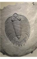 Trilobyte Fossil Journal: 150 Page Lined Notebook/Diary