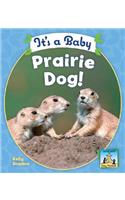 It's a Baby Prairie Dog!