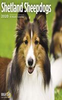 SHETLAND SHEEPDOGS CALENDAR 2020