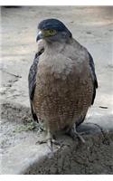 Crested Serpent-Eagle (Spilornis Cheela) Journal: 150 page lined notebook/diary