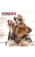 Yorkshire Terriers 2020 Square Foil