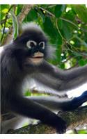 Langur Monkey in a Tree Journal